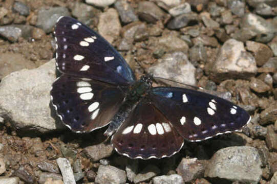 Image of <i>Limenitis <i>reducta</i></i> reducta