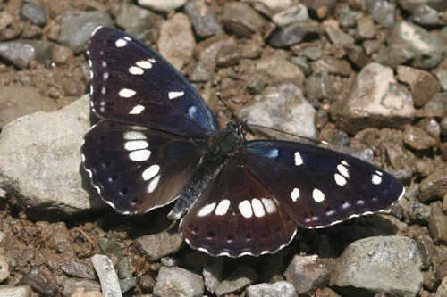 <i>Limenitis <i>reducta</i></i> reducta的圖片