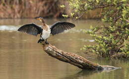 Image of Long-tailed Cormorant