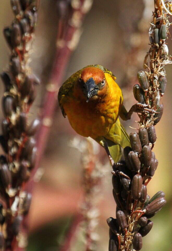 Image of Cape Weaver