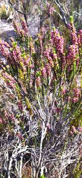 Image of Erica curtophylla Guthrie & Bolus