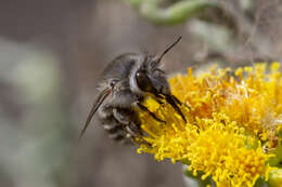 Plancia ëd Anthophora orotavae (Saunders 1904)