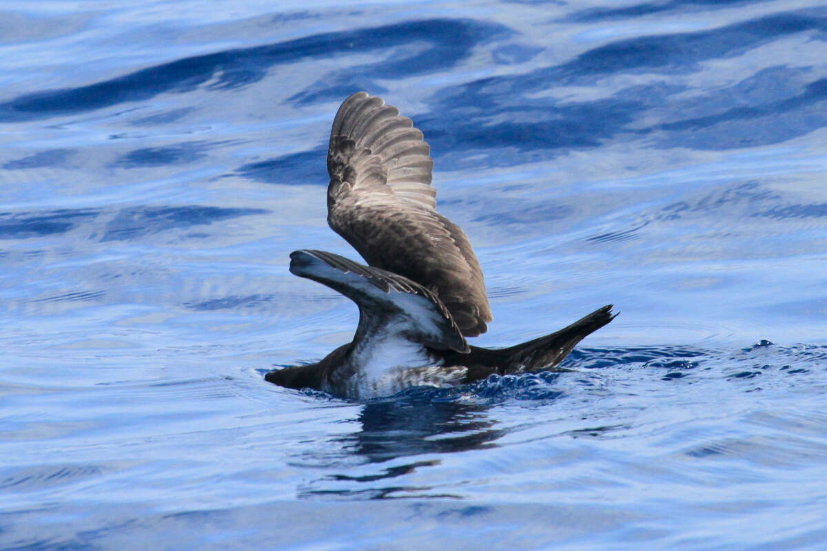 Image of Audubon's Shearwater