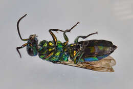 Image of <i>Chrysis iris</i>