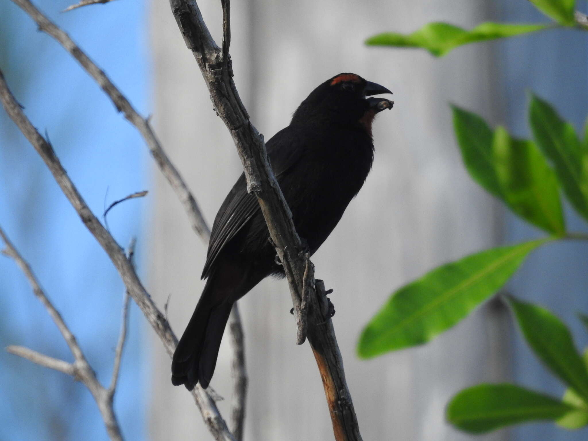 Melopyrrha violacea (Linnaeus 1758)的圖片