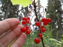 Image of red currant