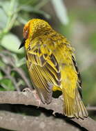 Image of Cape Weaver