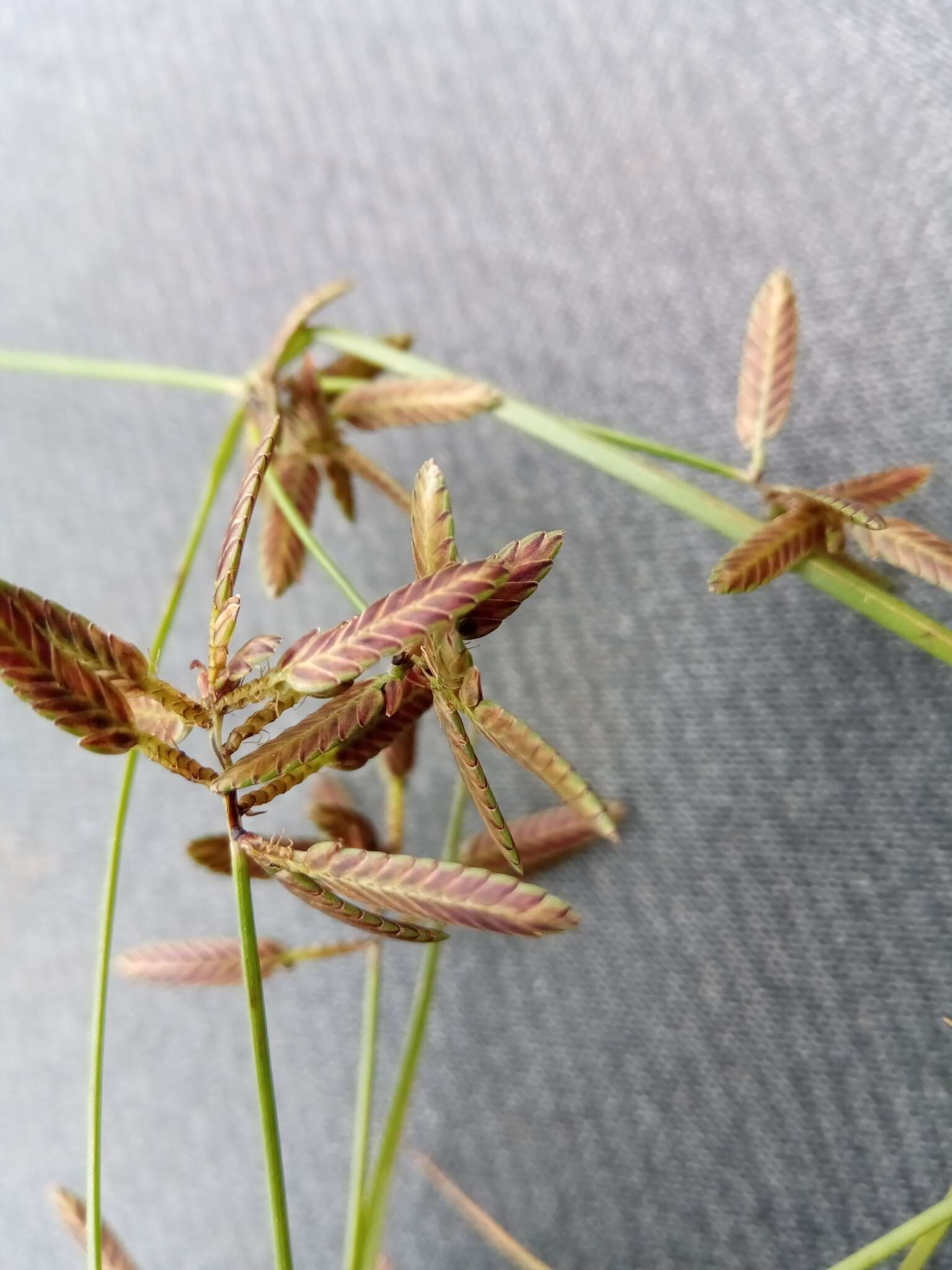 Image of Uniola-Like Flat Sedge