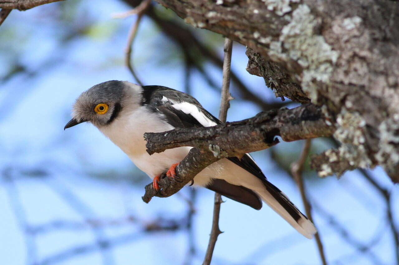 Prionops plumatus (Shaw 1809)的圖片