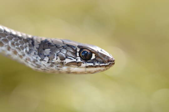 Image of Cross-marked Or Montane Grass Snake