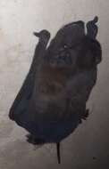 Image of Pallas's Mastiff Bat