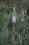 Image of Foxtail lily