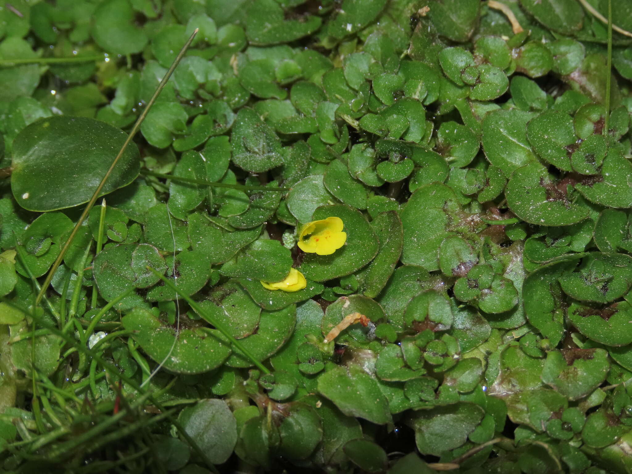 Image of Erythranthe depressa (Phil.) G. L. Nesom