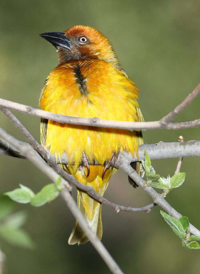 Image of Cape Weaver