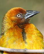 Image of Cape Weaver