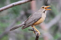 Image of Kurrichane Thrush