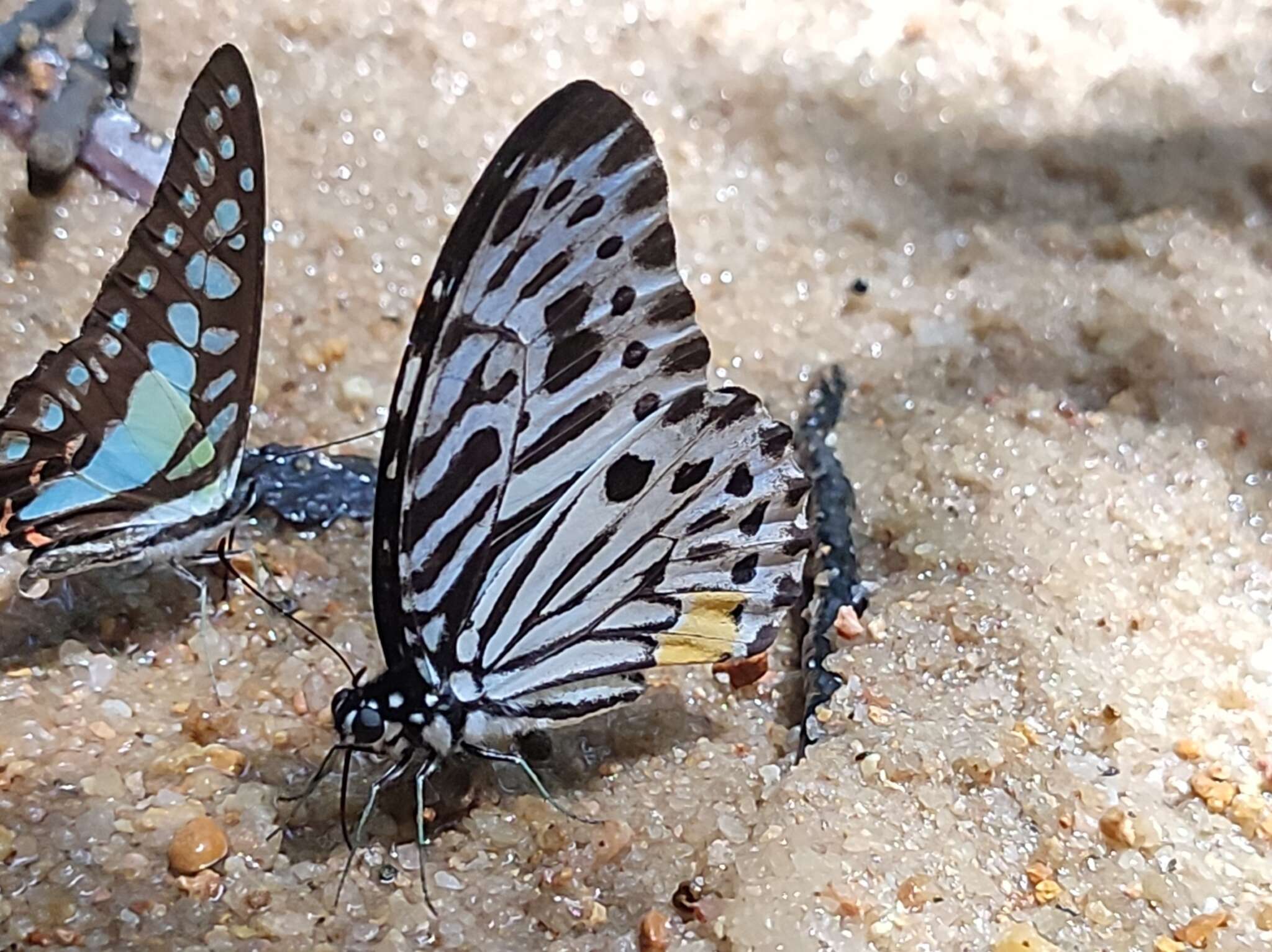 Image of Graphium delesserti (Guérin-Méneville 1839)