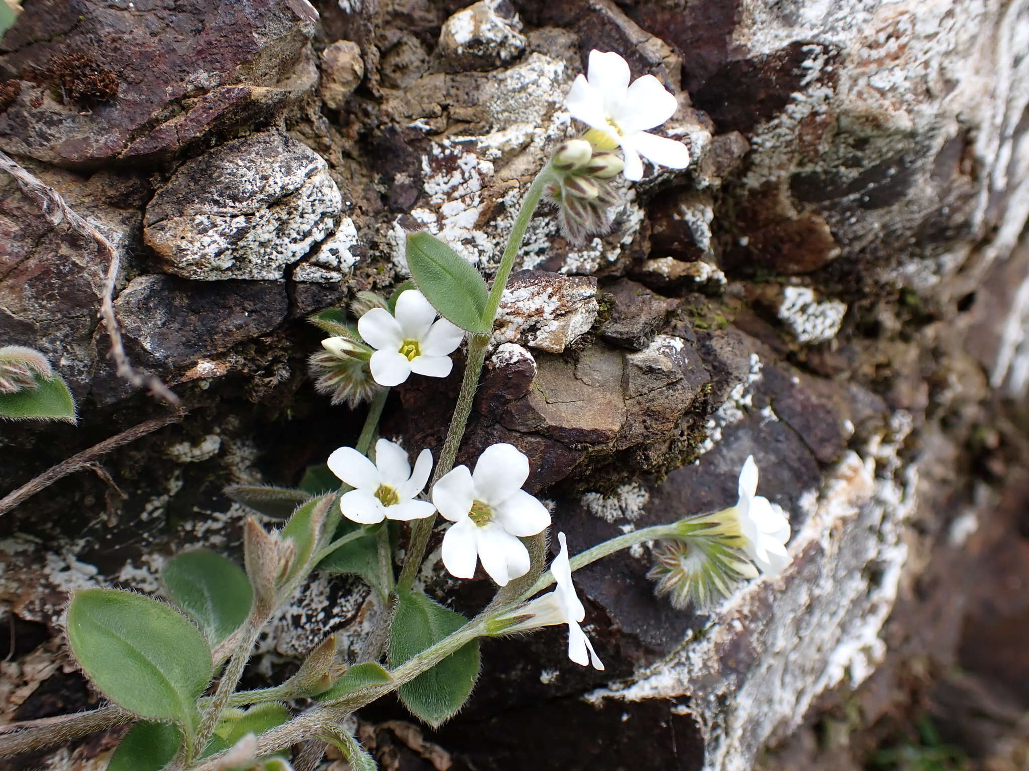 Image of Myosotis lytteltonensis (Laing & A. Wall) de Lange