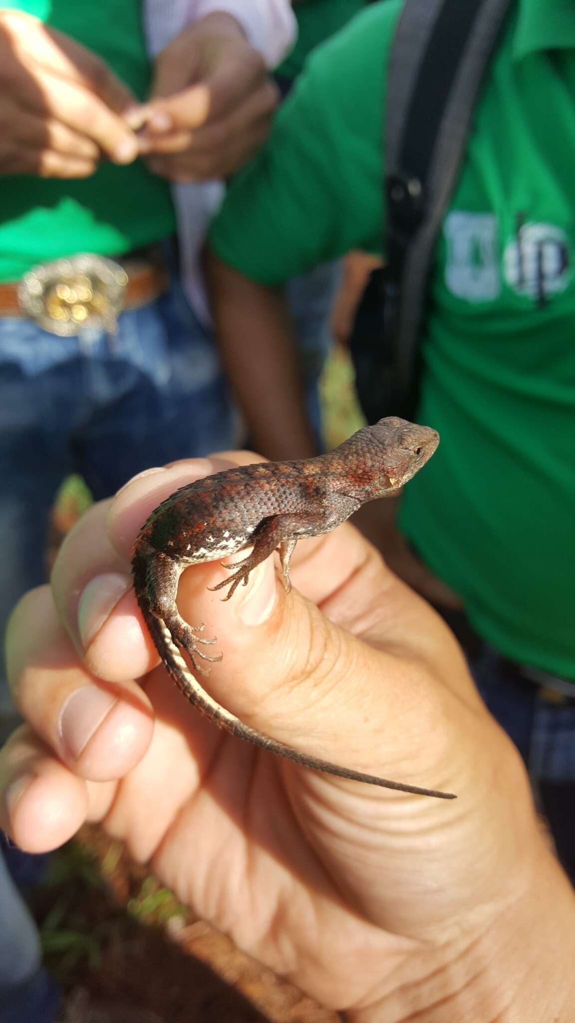 Image of Sceloporus variabilis olloporus Smith 1937