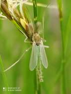 Image of Chironomidae