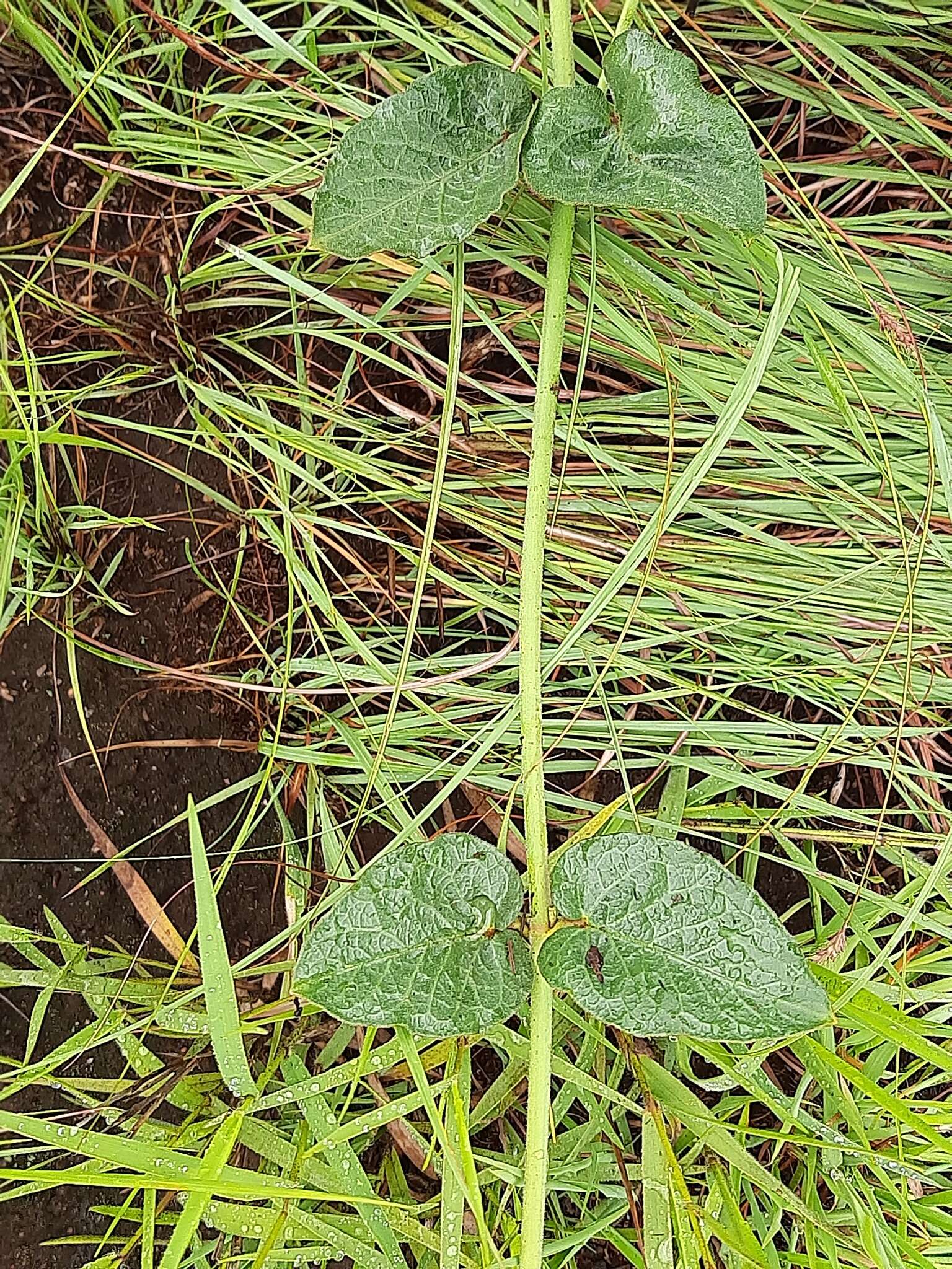 Image of Orthanthera jasminiflora (Decne.) Schinz