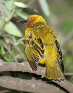 Image of Cape Weaver