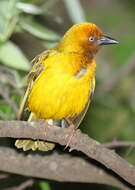 Image of Cape Weaver