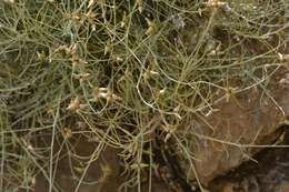 Image of Phagnalon sordidum (L.) Rchb.