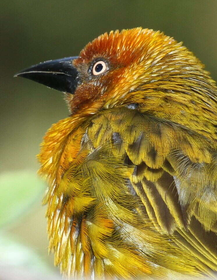 Image of Cape Weaver