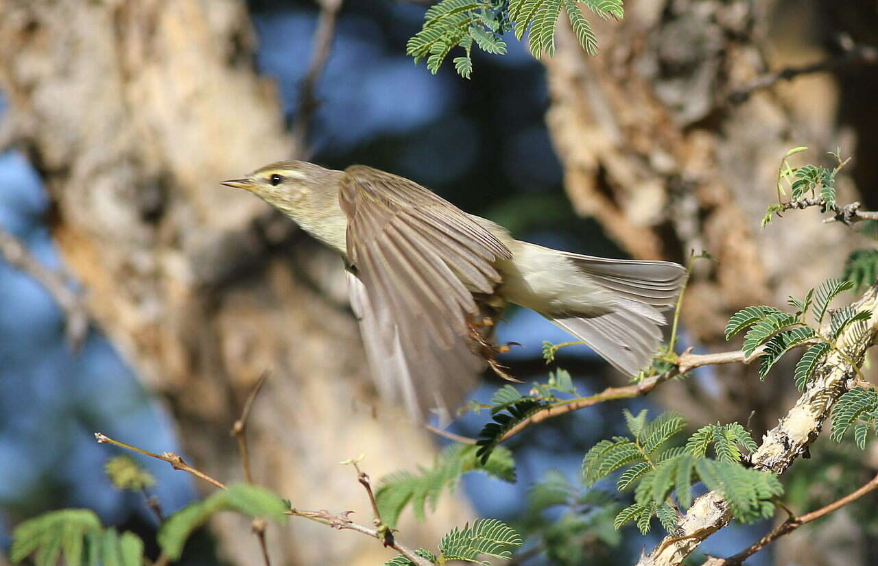 Image of Willow Warbler