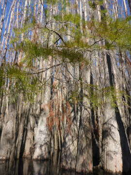 Imagem de Taxodium distichum var. imbricarium (Nutt.) Sarg.