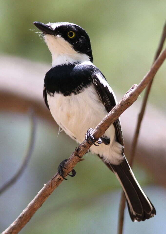 Image of Chinspot Batis