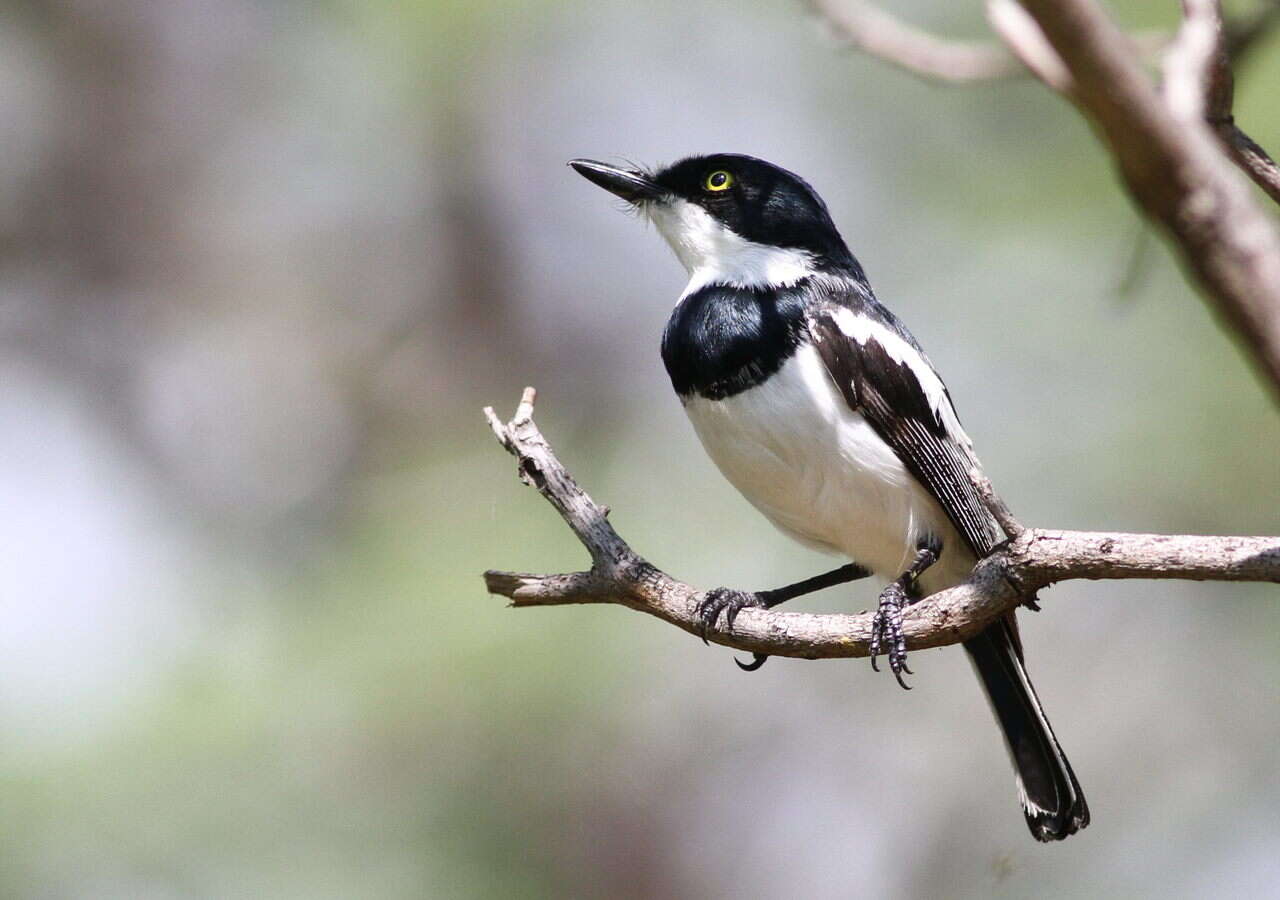 Image of Chinspot Batis