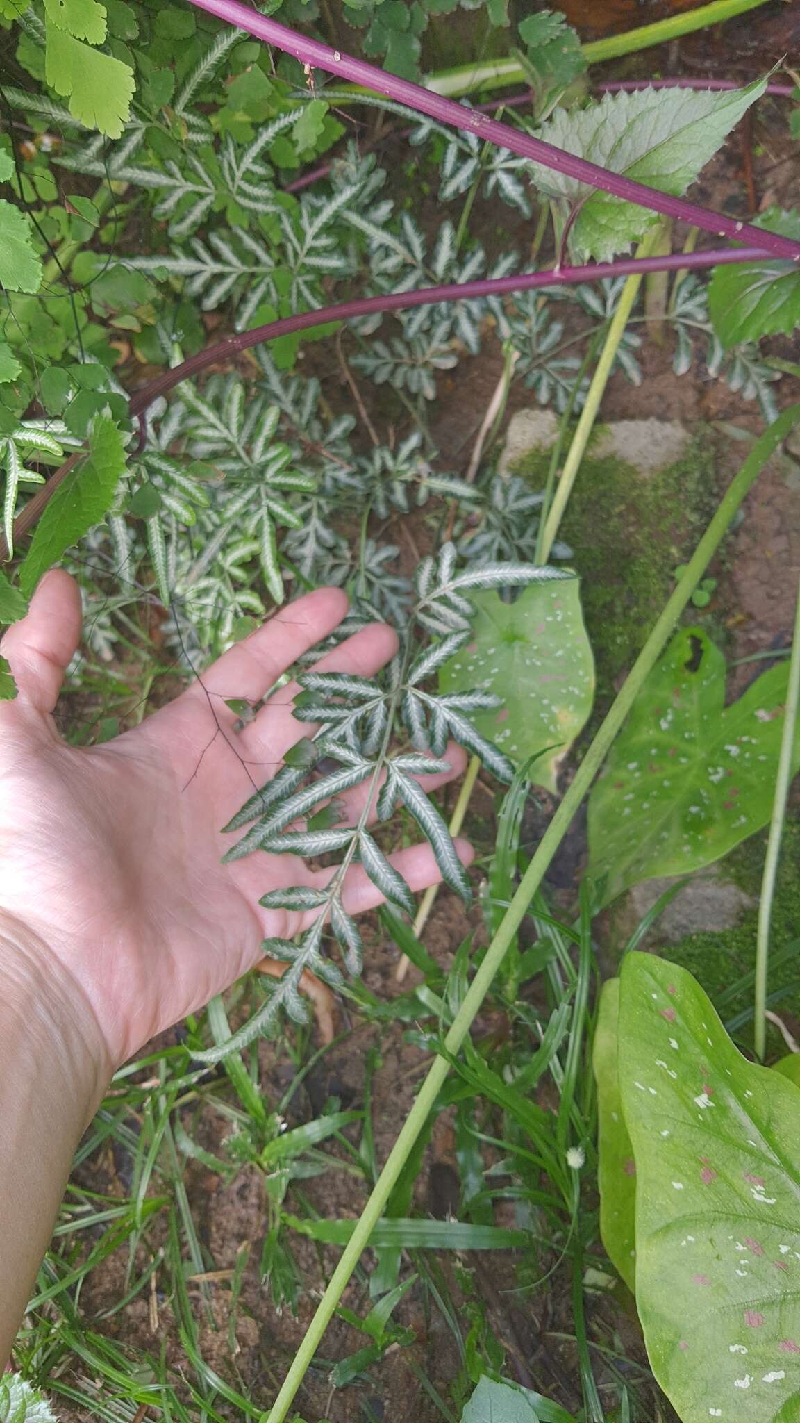 Image of Pteris ensiformis var. victoriae Bak.