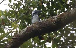 Image of Black Dwarf Hornbill