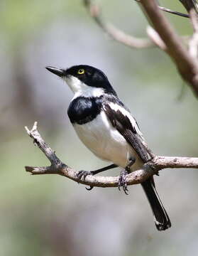 Image of Chinspot Batis