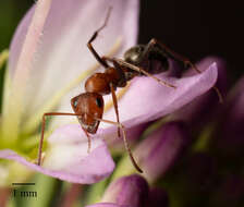 Imagem de Formica obtusopilosa Emery 1893