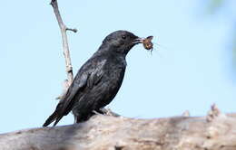 Image of Southern Black Flycatcher