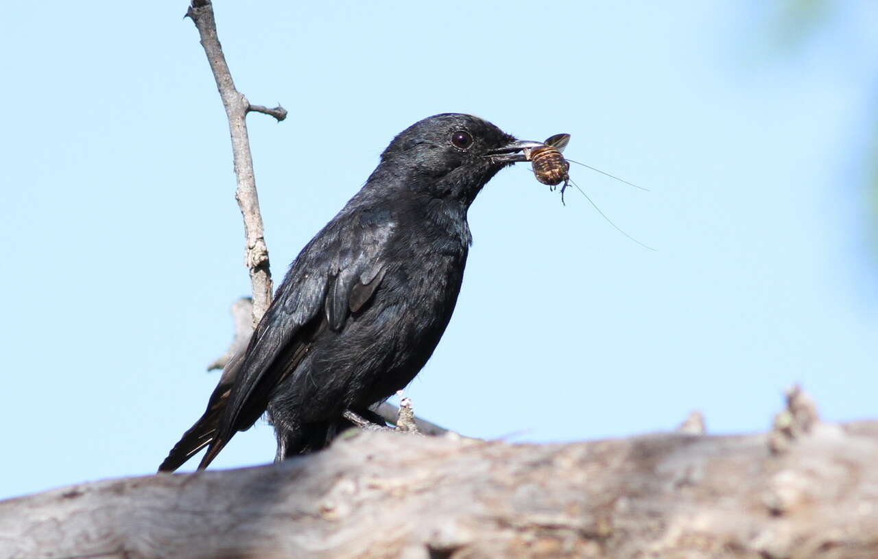 Image of Southern Black Flycatcher