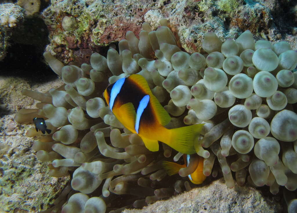 Image of Clownfish