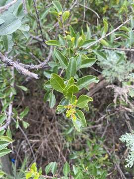 Image of Rubia fruticosa Aiton