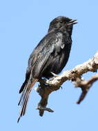 Image of Southern Black Flycatcher