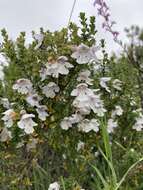 Image of Alpine Mintbush