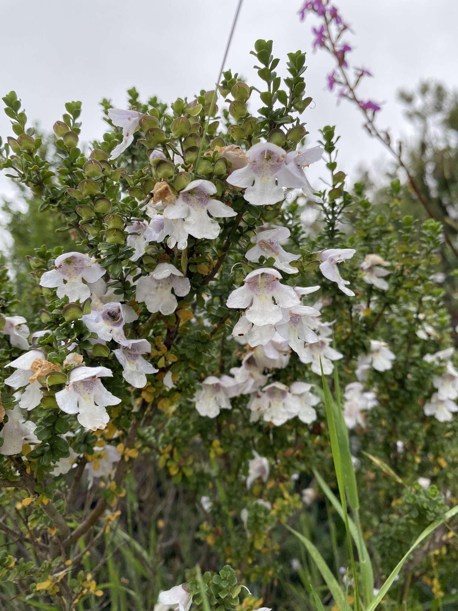 Imagem de Prostanthera cuneata Benth.