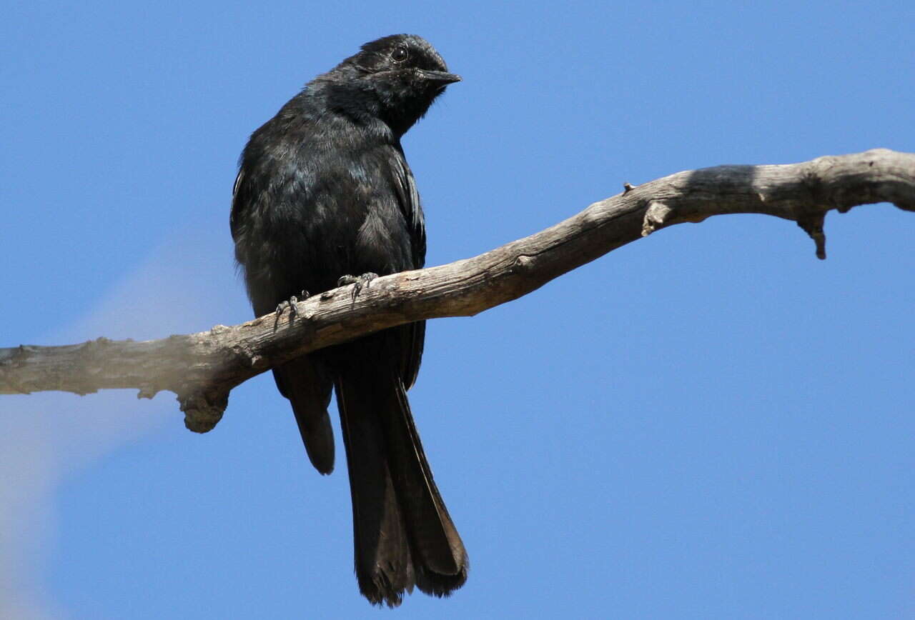 Melaenornis pammelaina (Stanley 1814) resmi