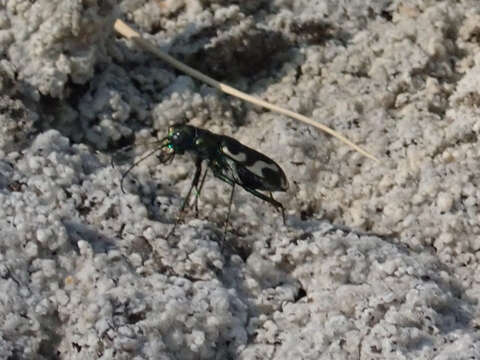 Image of Cicindela (Cicindelidia) willistoni echo Casey 1897