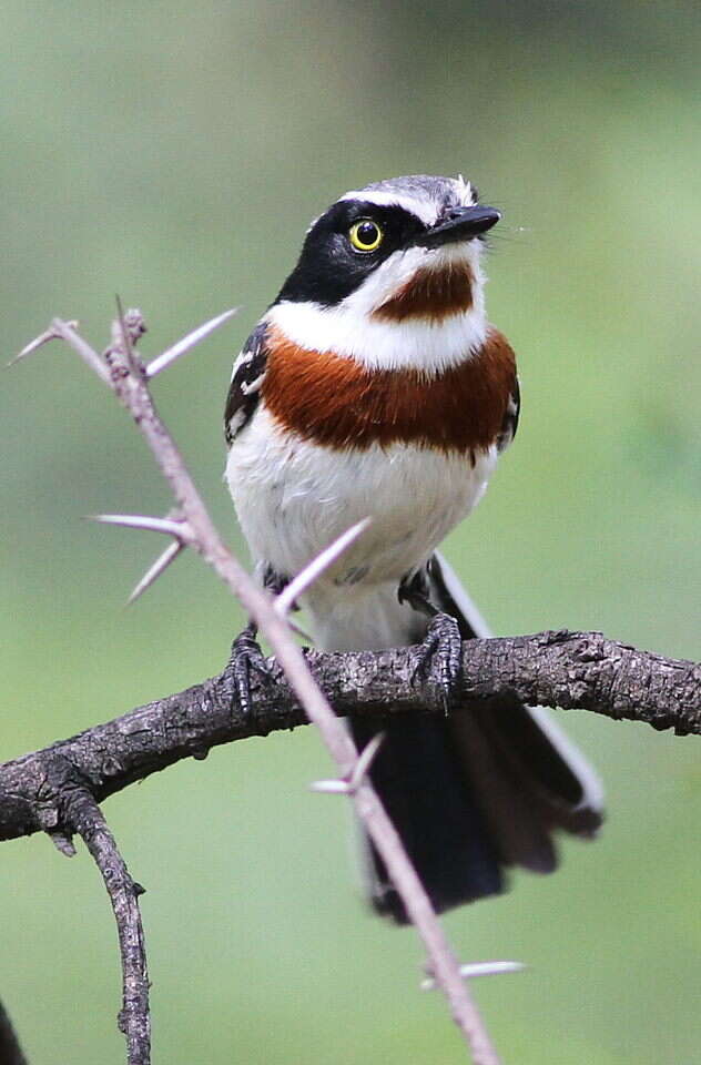 Image of Chinspot Batis