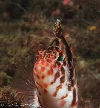 Image of Blotched Hawkfish