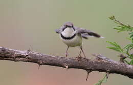 Image of Bar-throated Apalis