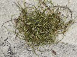 Image of Manatee Grass